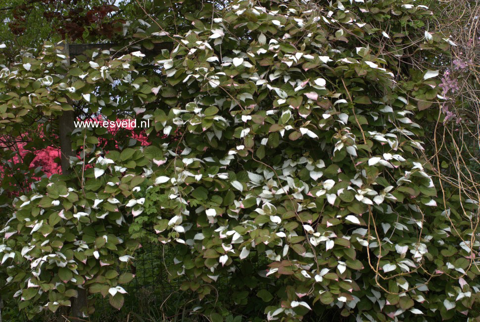 Actinidia kolomikta