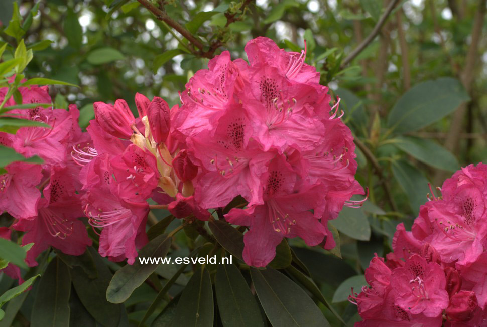 Rhododendron 'Cynthia'