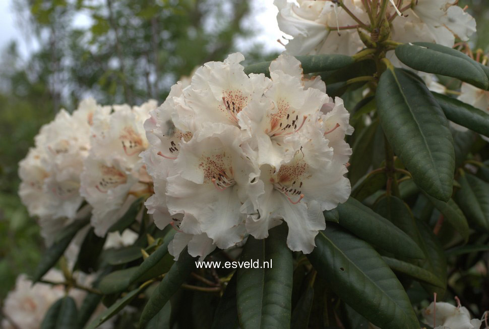 Rhododendron 'Simona'