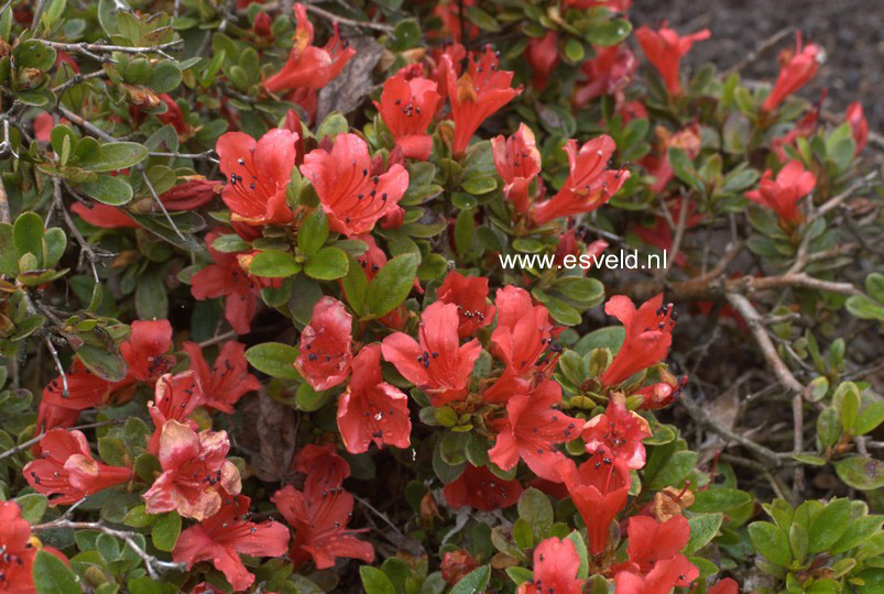 Rhododendron 'Red Fountain'