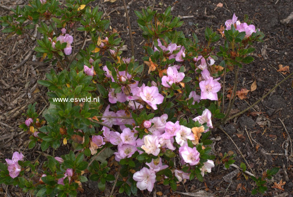 Azalea 'Blue Moon'