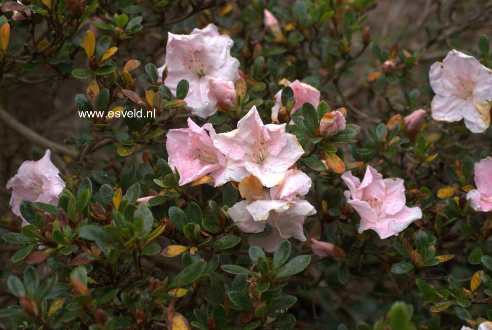 Azalea 'Sir Robert'