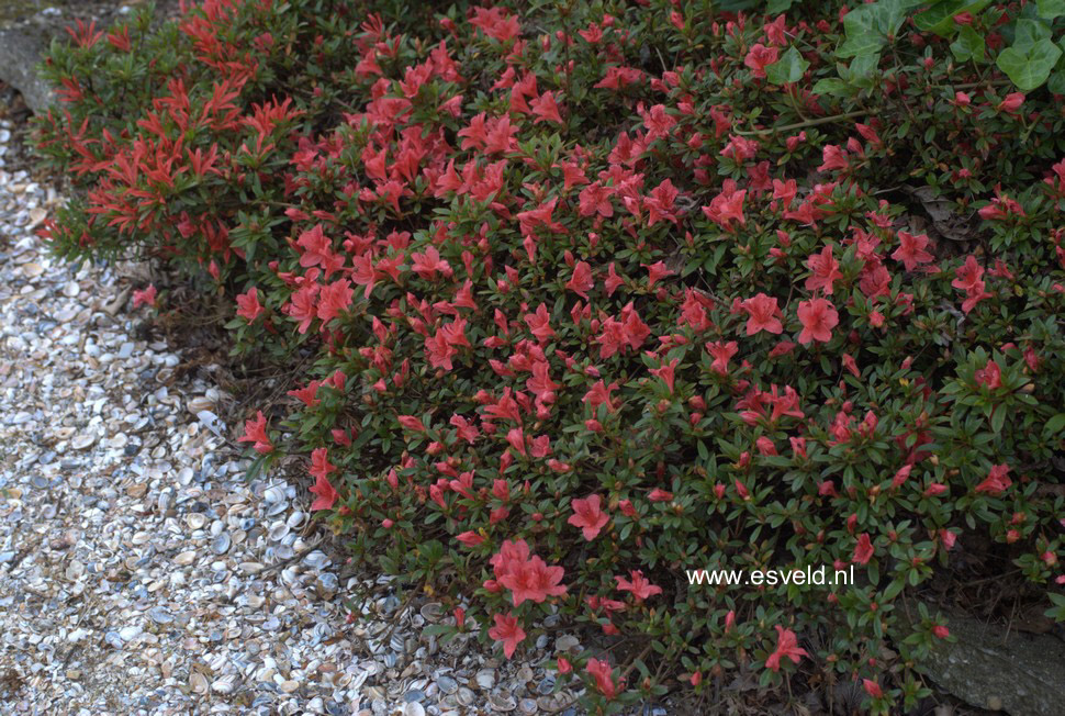 Rhododendron nakaharae 'Wintergreen'
