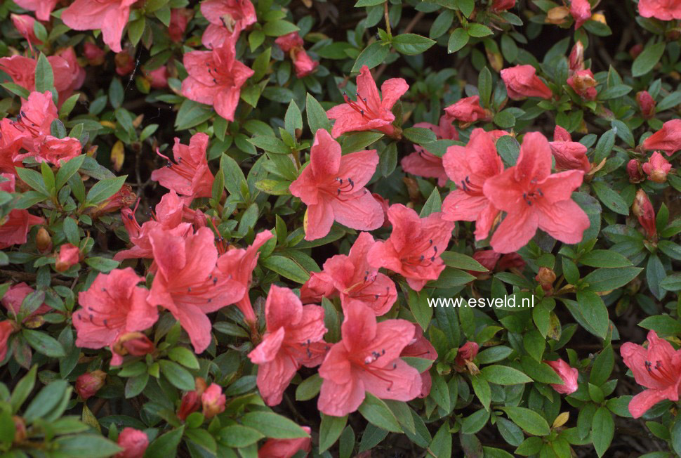 Rhododendron nakaharae 'Wintergreen'