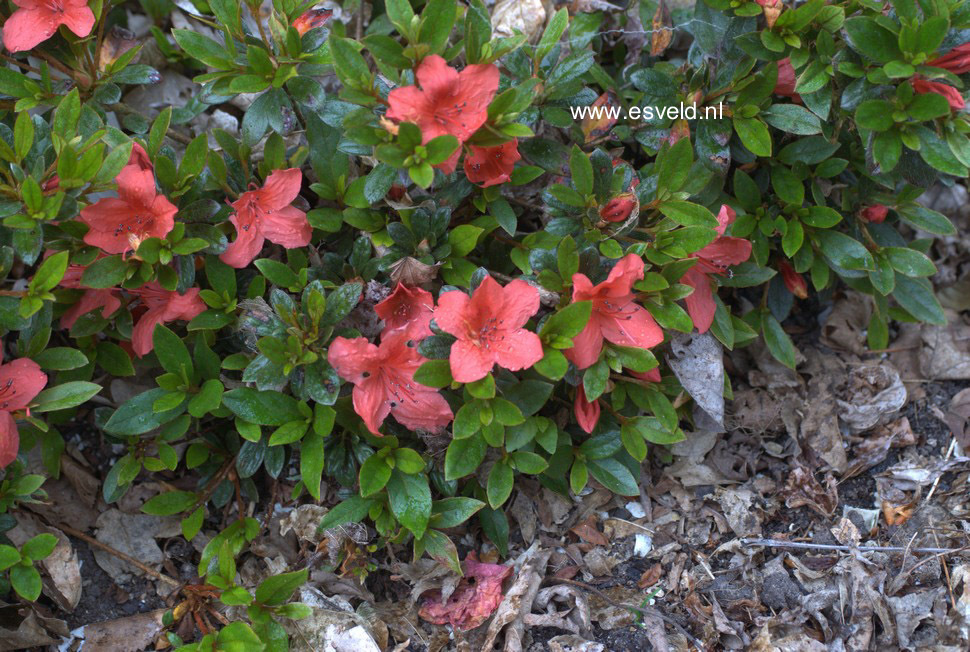 Rhododendron nakaharae 'Exbury Orange'