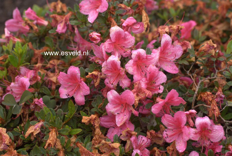 Rhododendron nakaharae 'Pink Pancake'