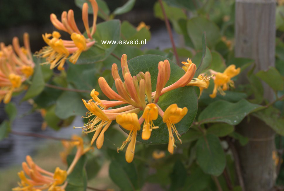 Lonicera tellmanniana