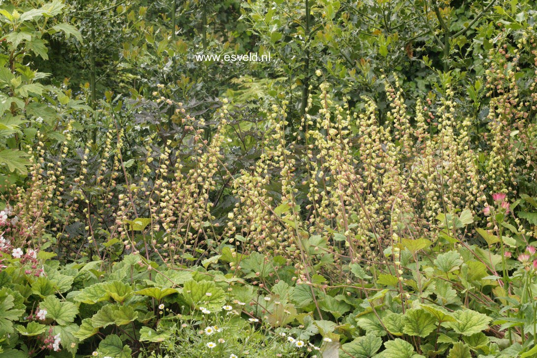 Tellima grandiflora 'Rubra'