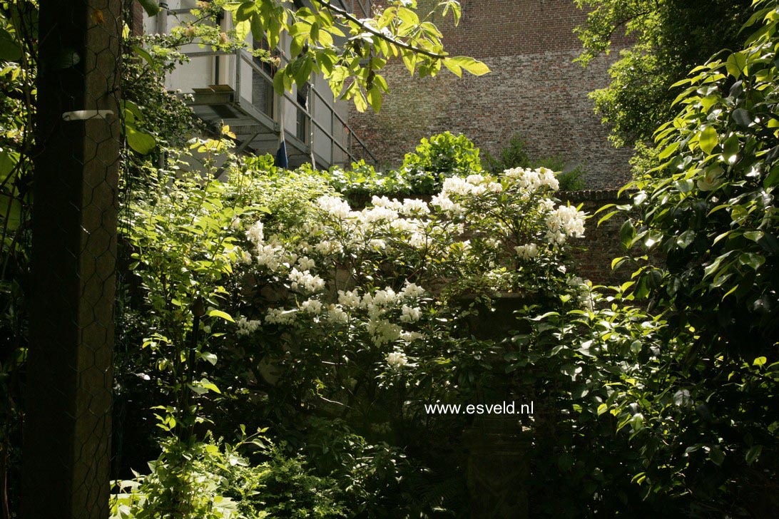 Rhododendron 'Cunningham's White'