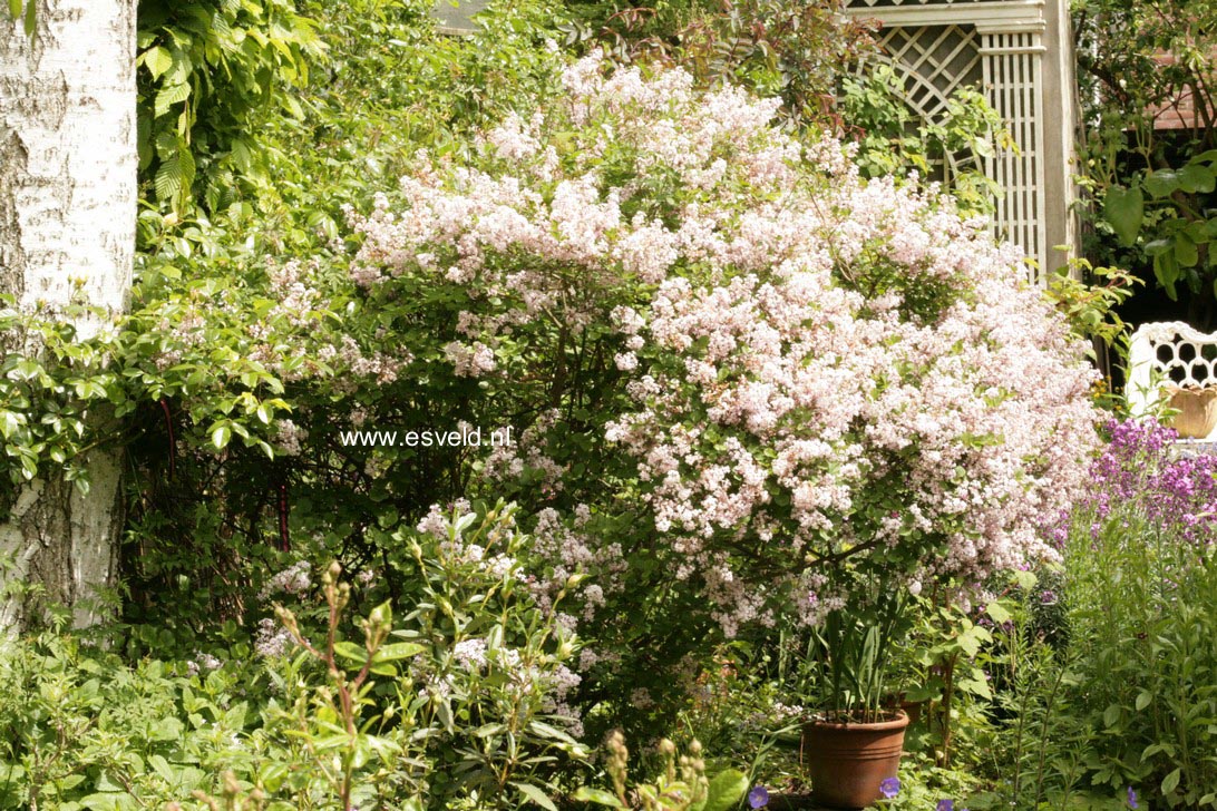 Syringa patula 'Miss Kim'