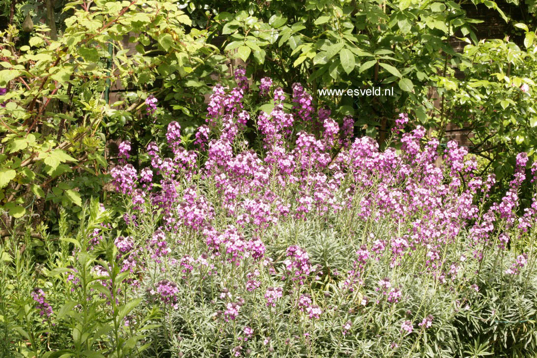 Erysimum 'Bowles Mauve'