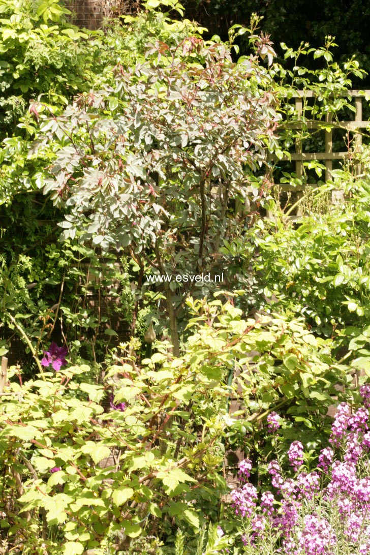 Rosa glauca