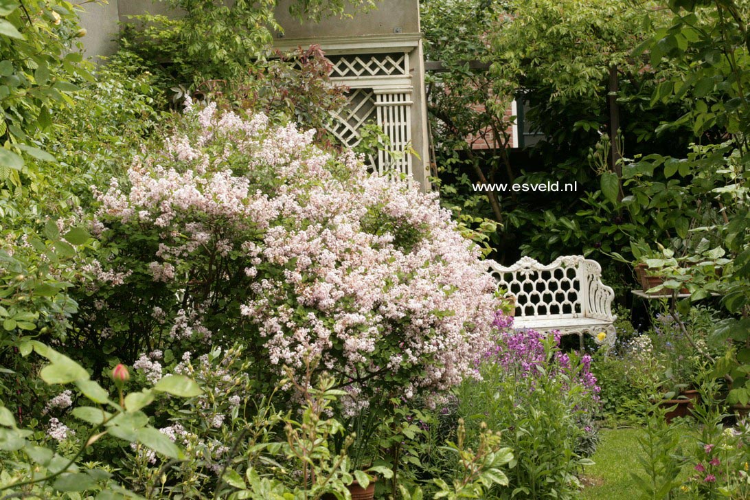 Syringa patula 'Miss Kim'