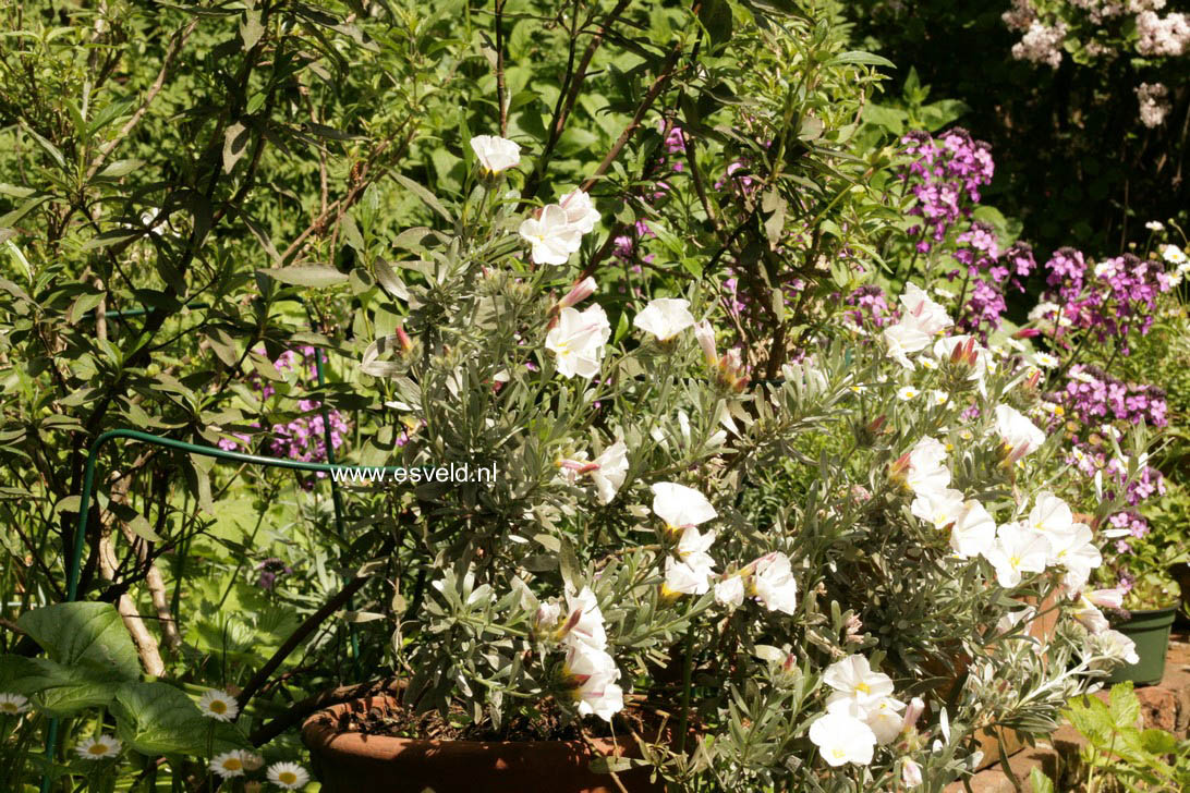 Convolvulus cneorum