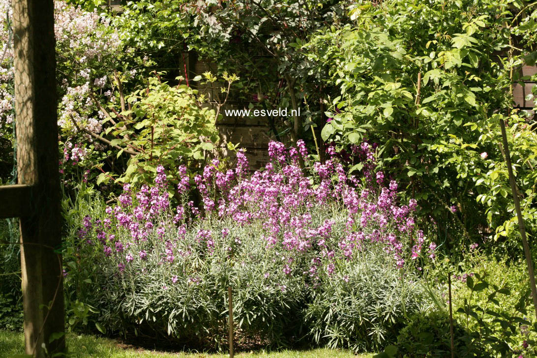 Erysimum 'Bowles Mauve'