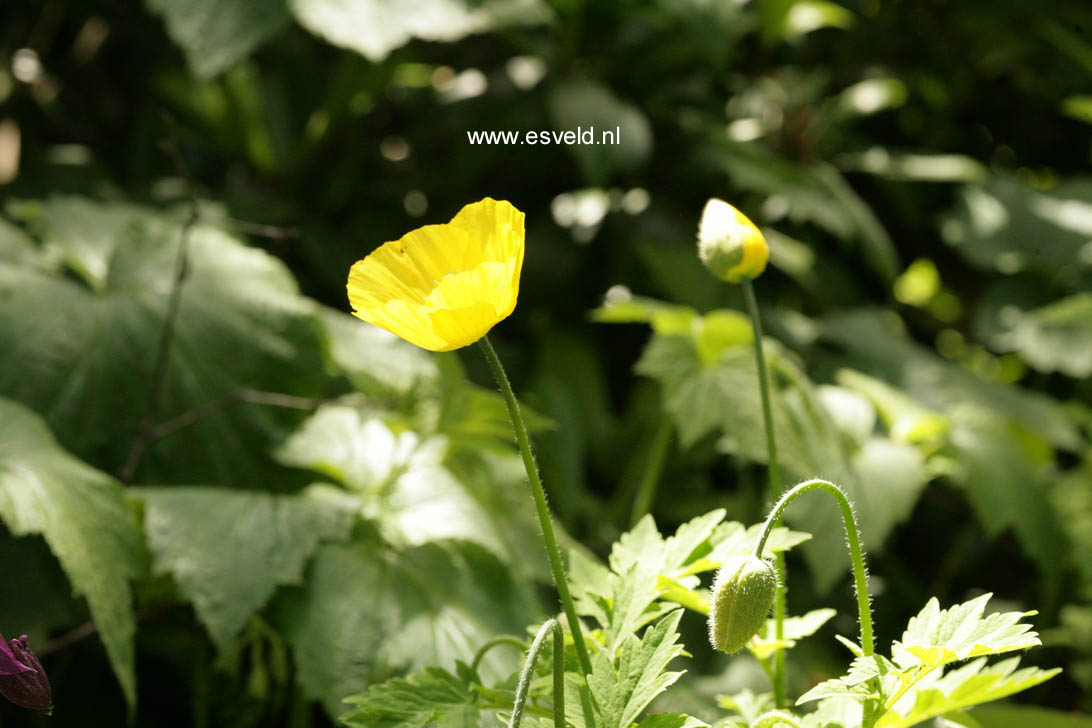 Meconopsis cambrica