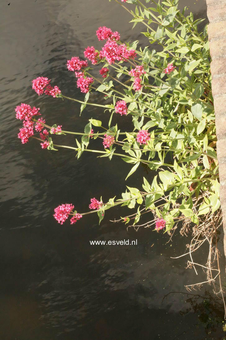 Centranthus ruber 'Coccineus'