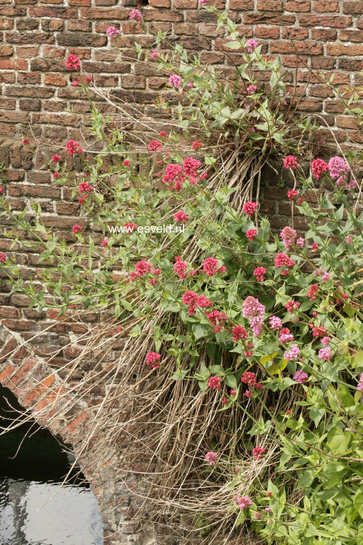 Centranthus ruber 'Coccineus'