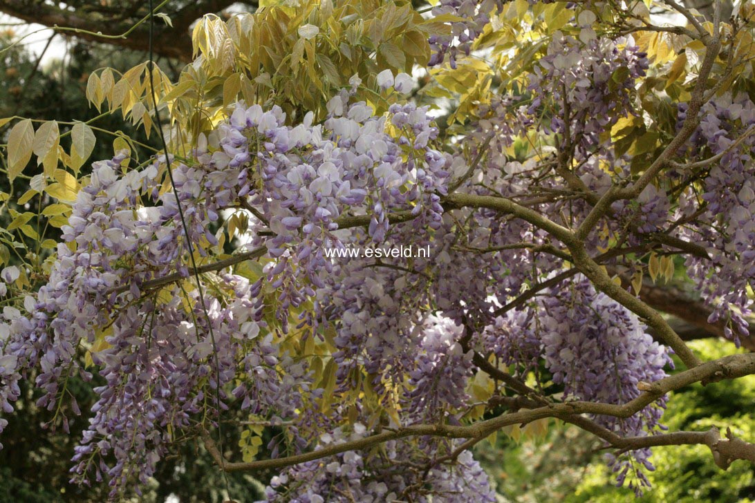 Wisteria sinensis