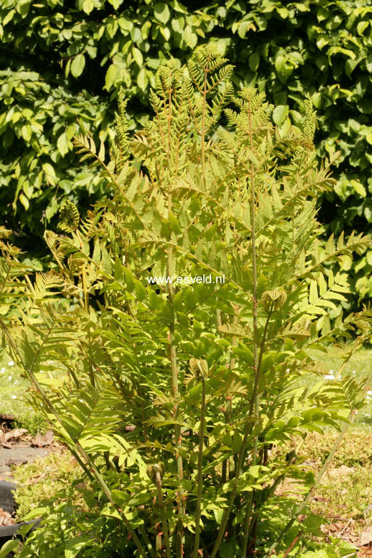 Osmunda regalis