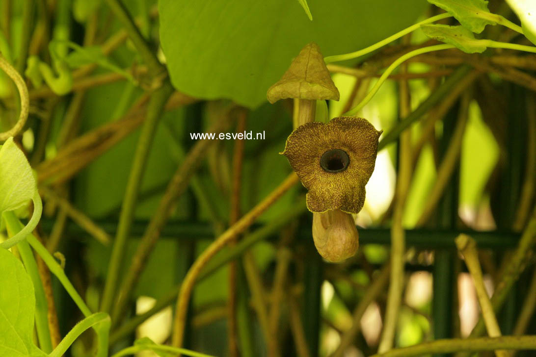 Aristolochia macrophylla