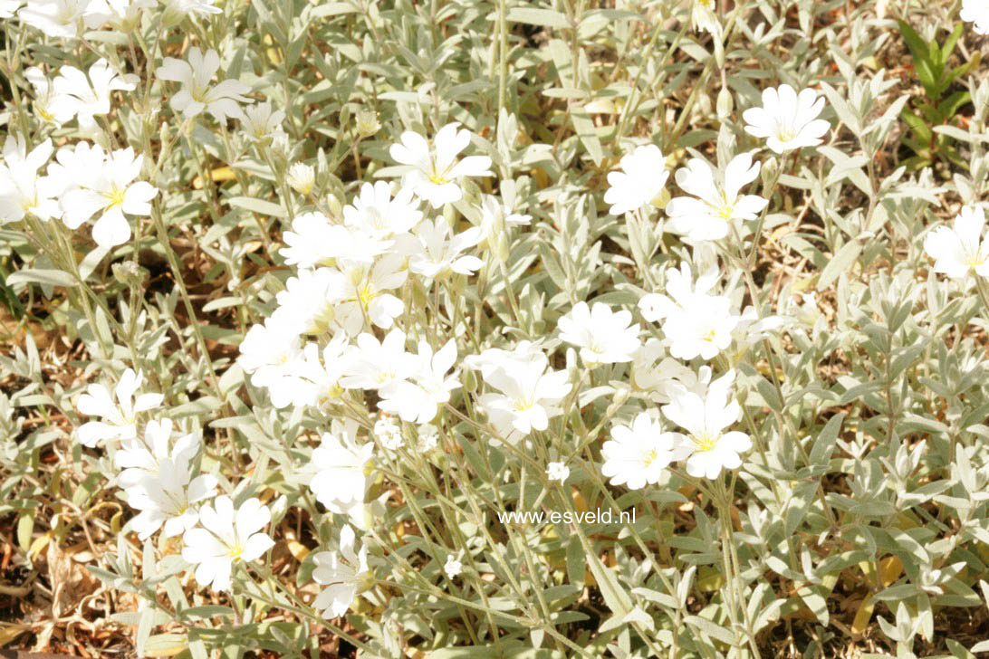 Cerastium tomentosum