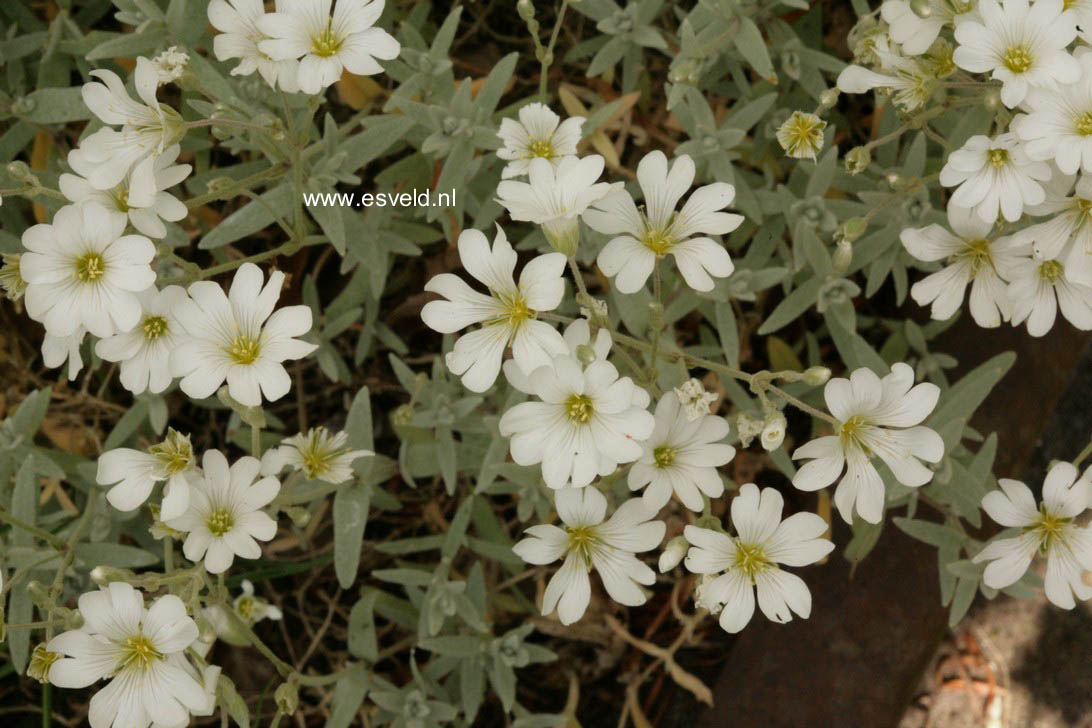 Cerastium tomentosum