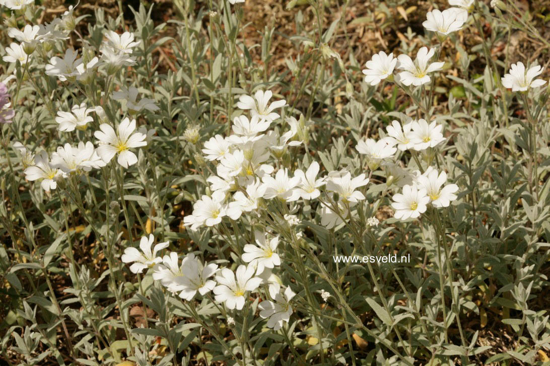 Cerastium tomentosum