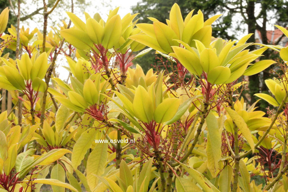 Daphniphyllum macropodum