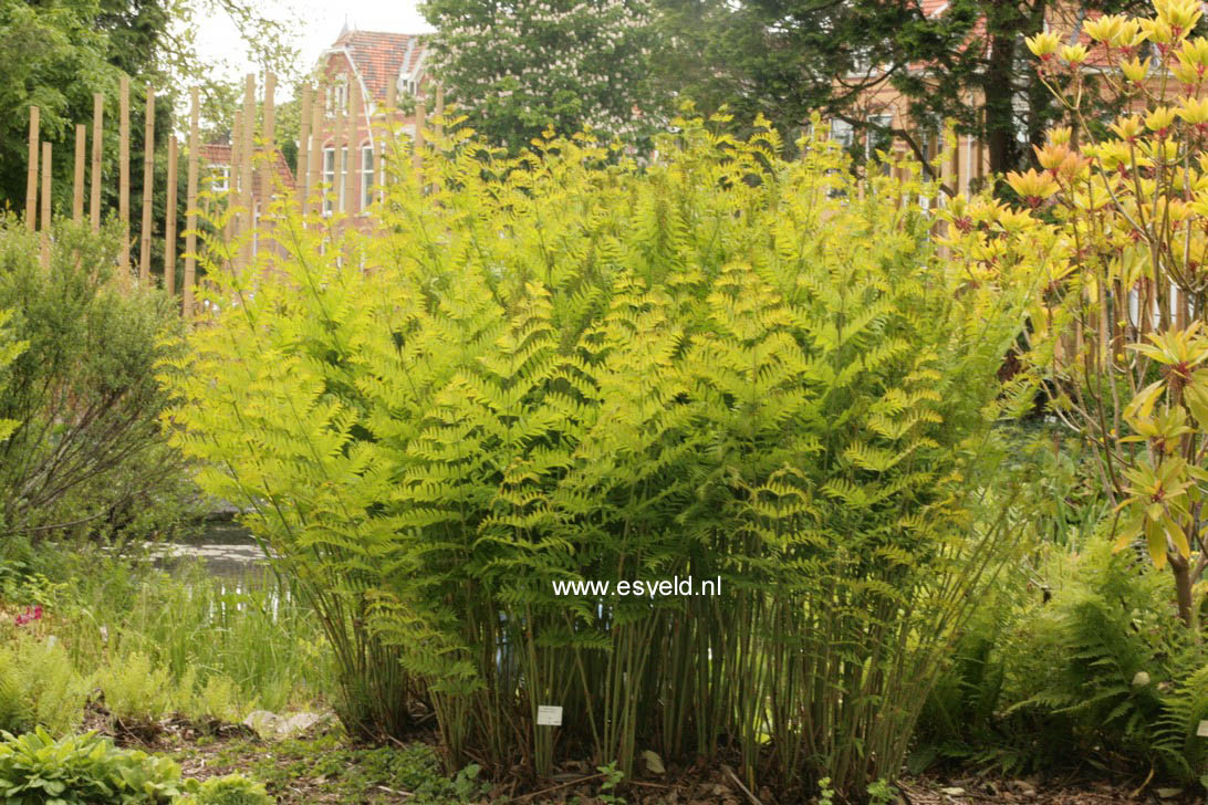 Osmunda regalis