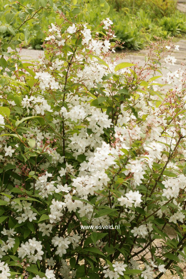 Deutzia lemoinei