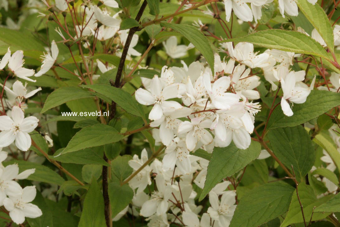 Deutzia lemoinei