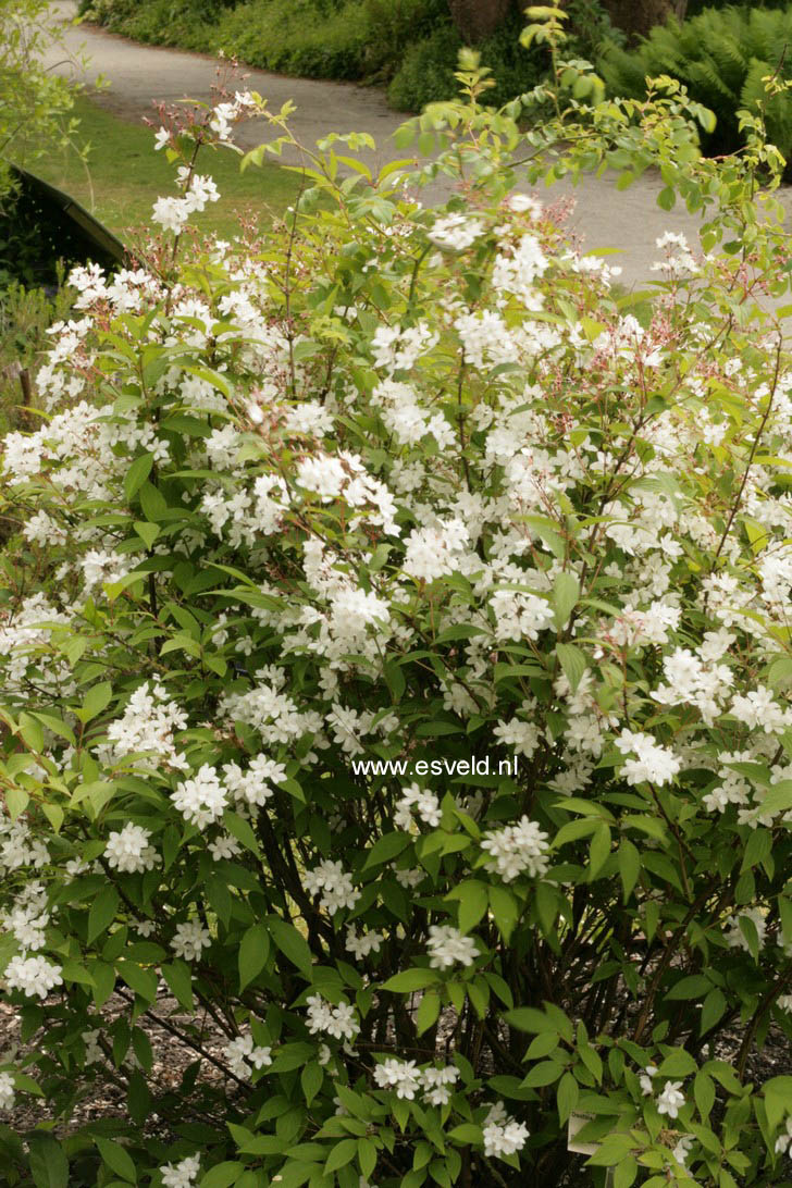 Deutzia lemoinei