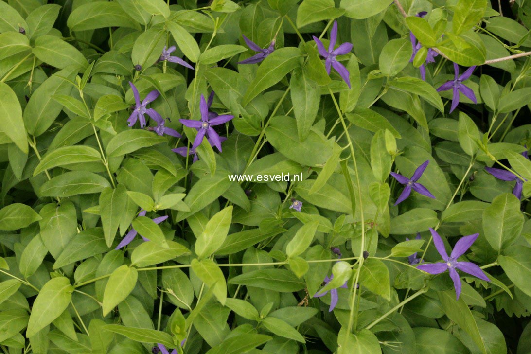 Vinca major