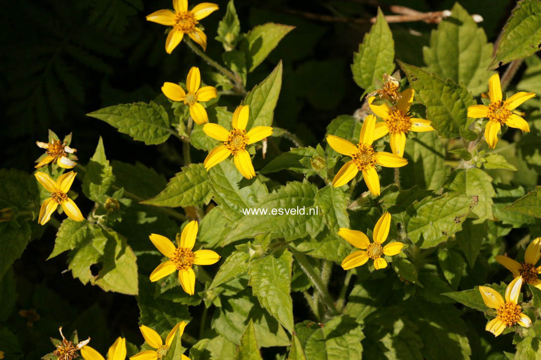 Chrysogonum virginianum