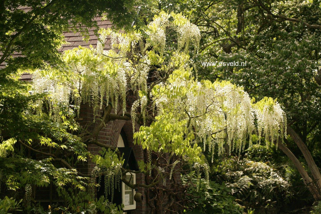 Wisteria floribunda 'Shiro noda'