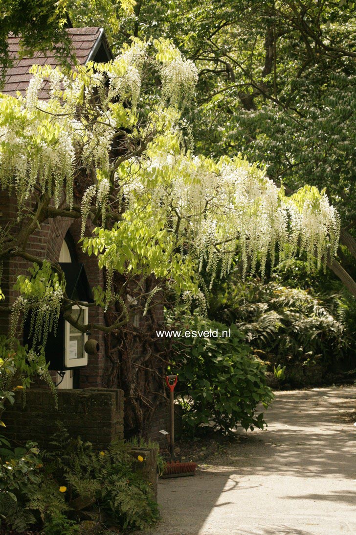 Wisteria floribunda 'Shiro noda'