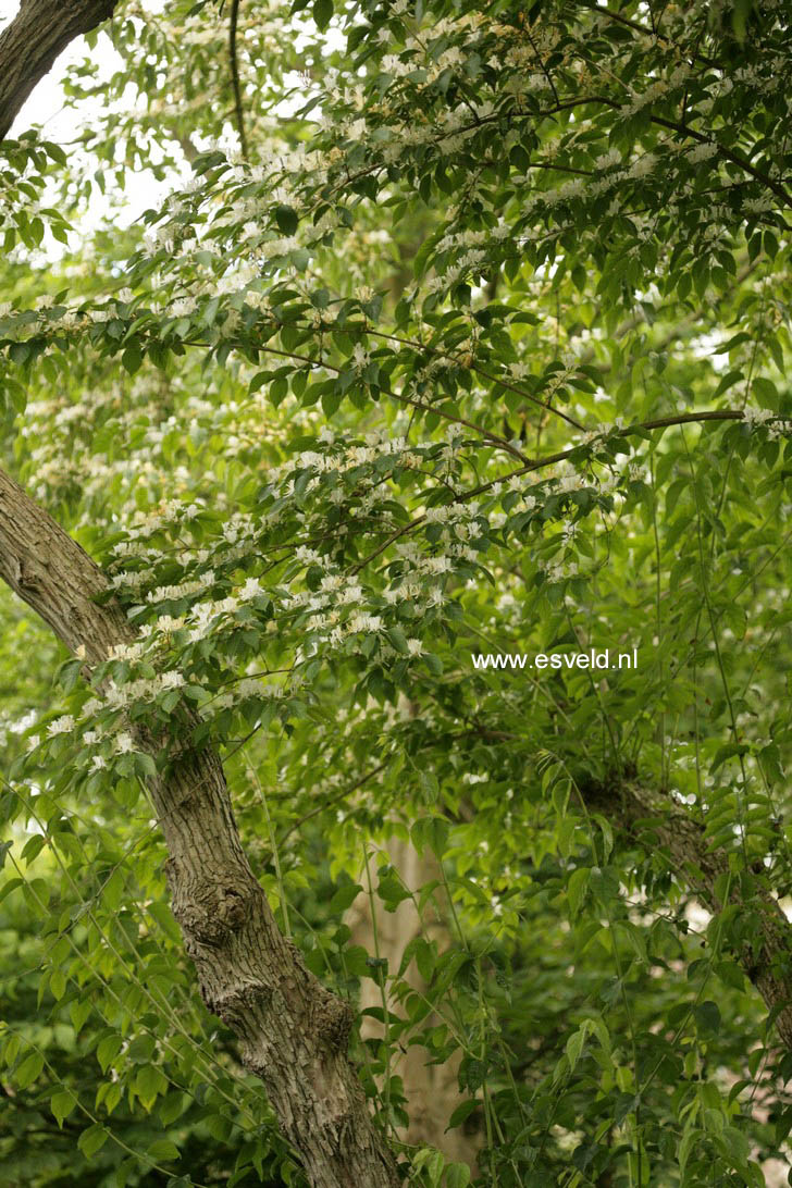Lonicera maackii