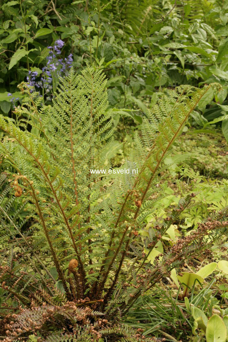 Polystichum setiferum 'Proliferum'