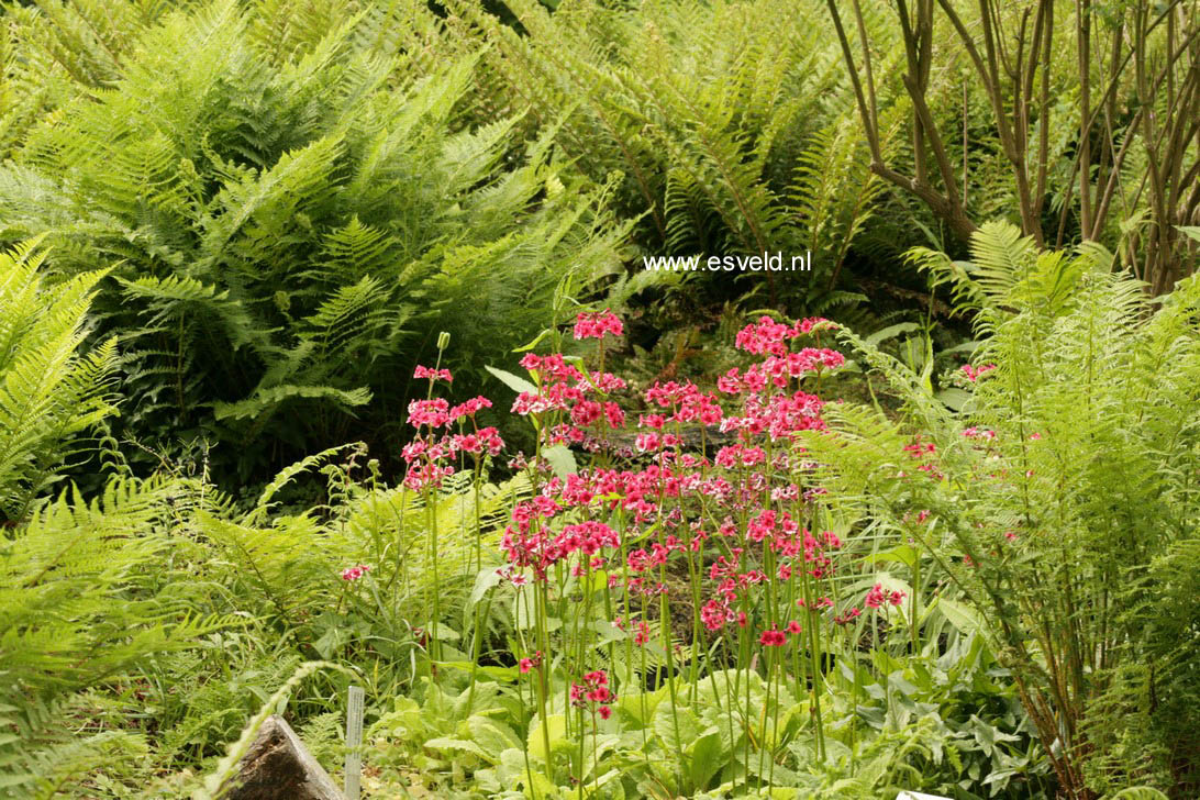 Primula japonica 'Miller's Crimson'