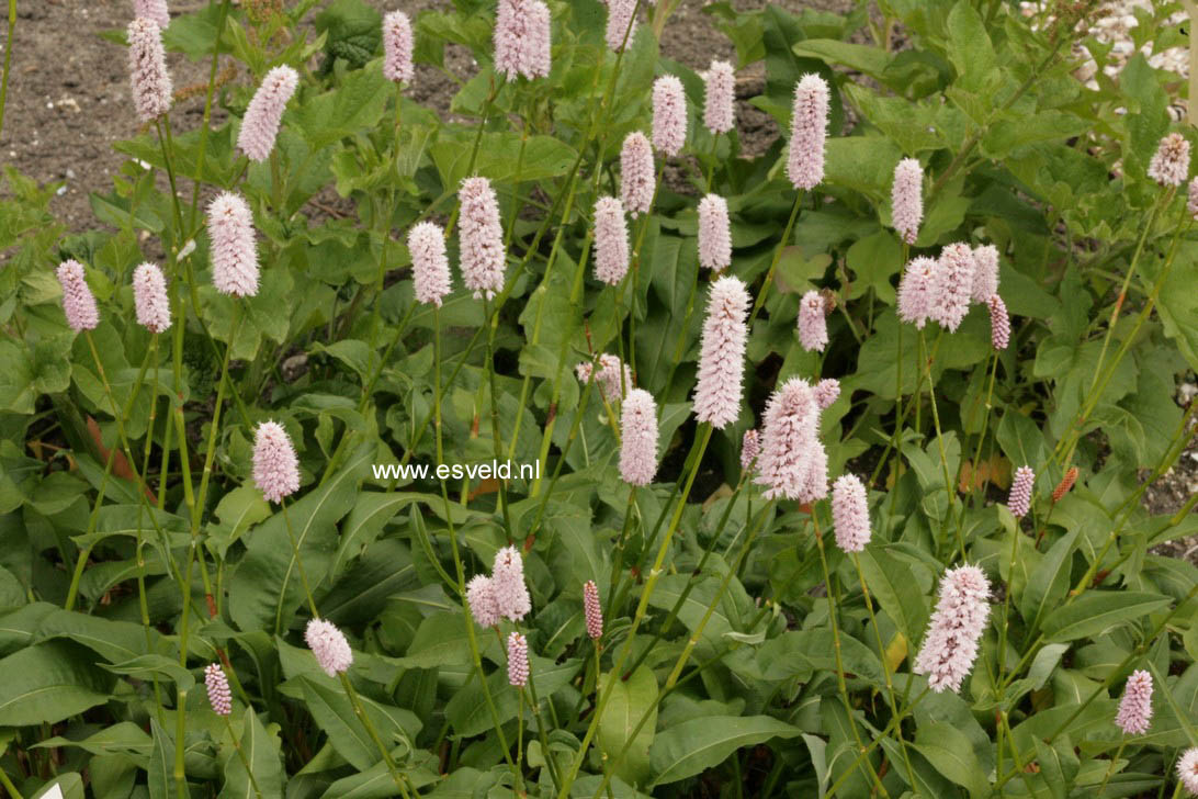 Persicaria bistorta