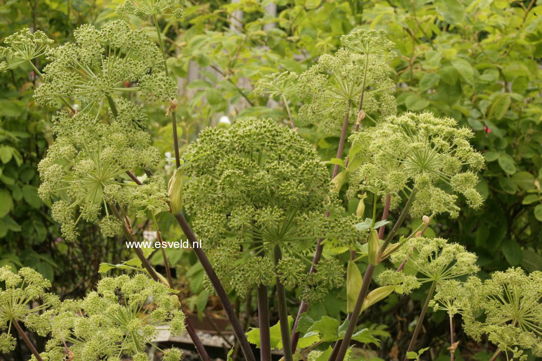 Angelica archangelica