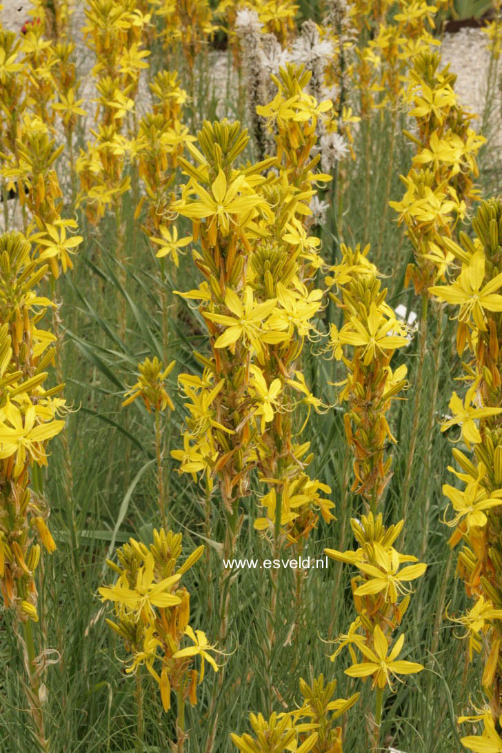 Asphodeline lutea