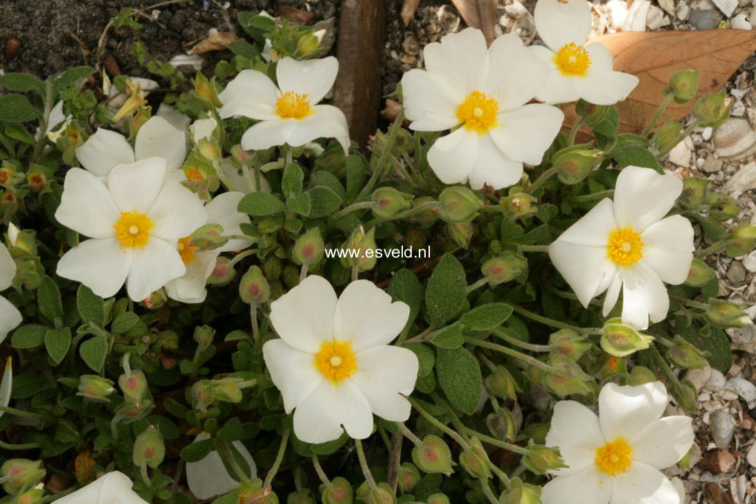 Cistus salviifolius