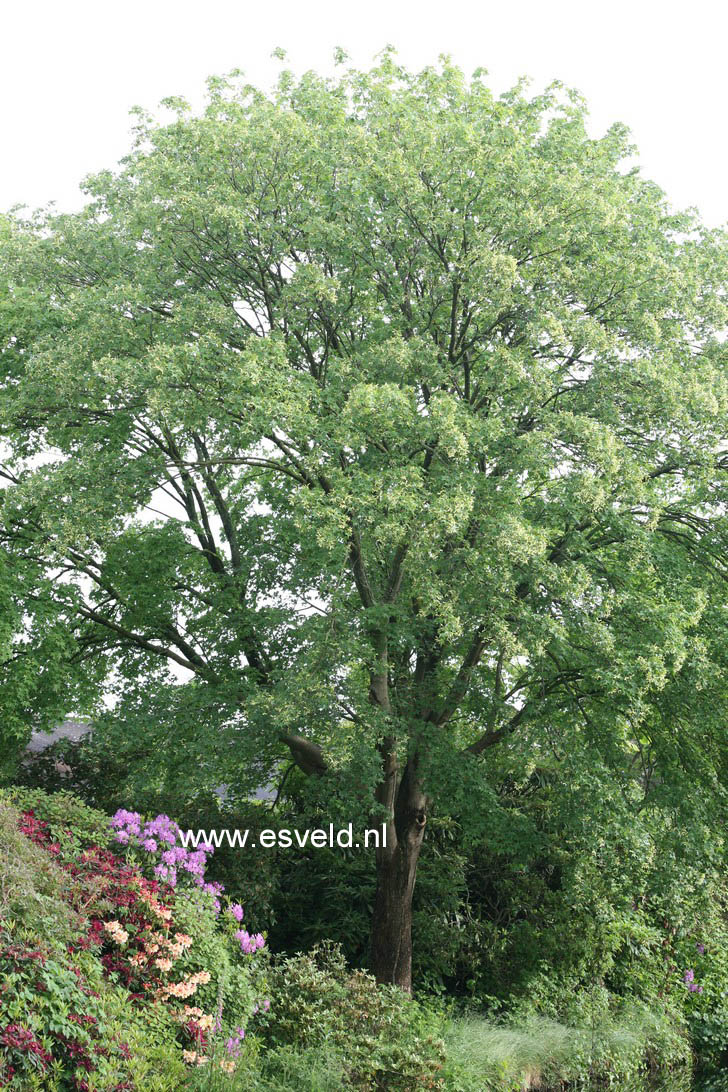 Acer cappadocicum ssp. sinicum