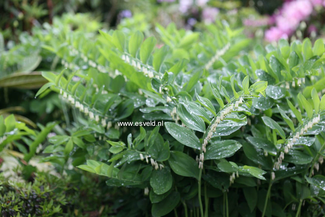 Polygonatum multiflorum