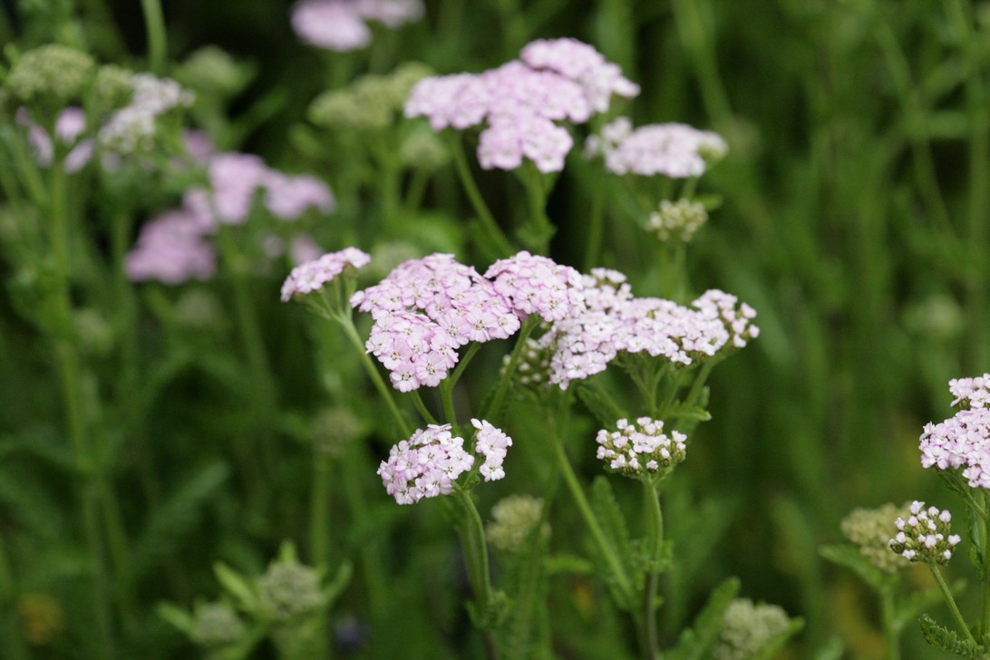 Achillea millefolium 'Lilac Beauty'