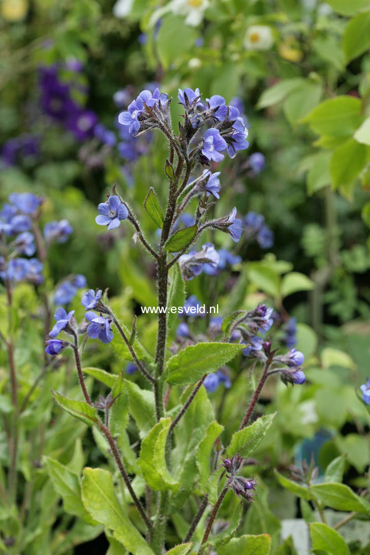 Anchusa azurea 'Loddon Royalist'