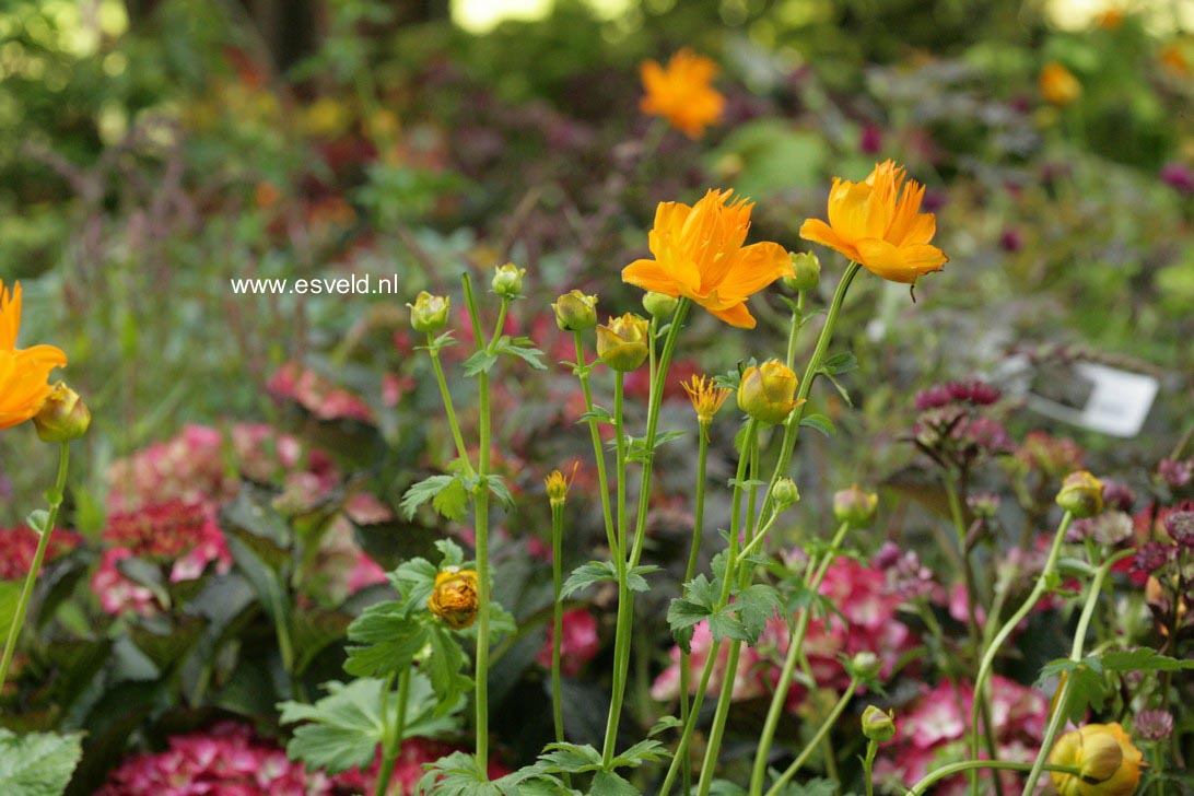 Trollius chinensis 'Golden Queen'