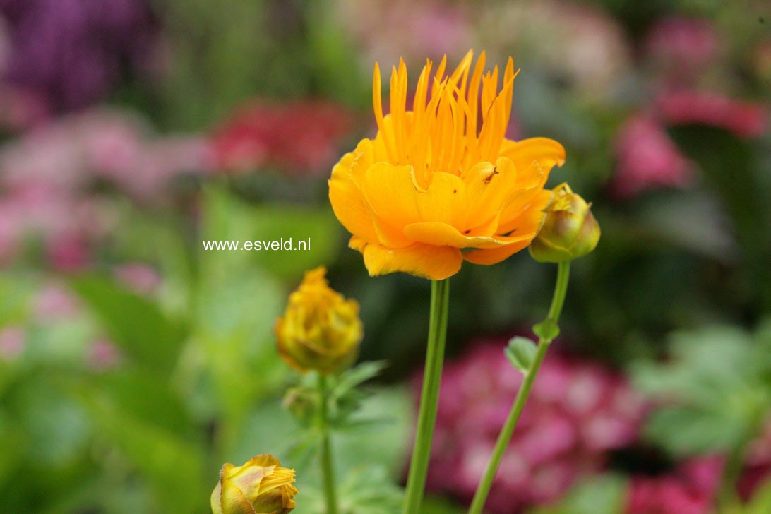 Trollius chinensis 'Golden Queen'